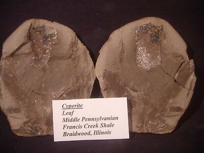 Mazon Creek Fossils Cyperite And Bark Scar Braidwood, Il