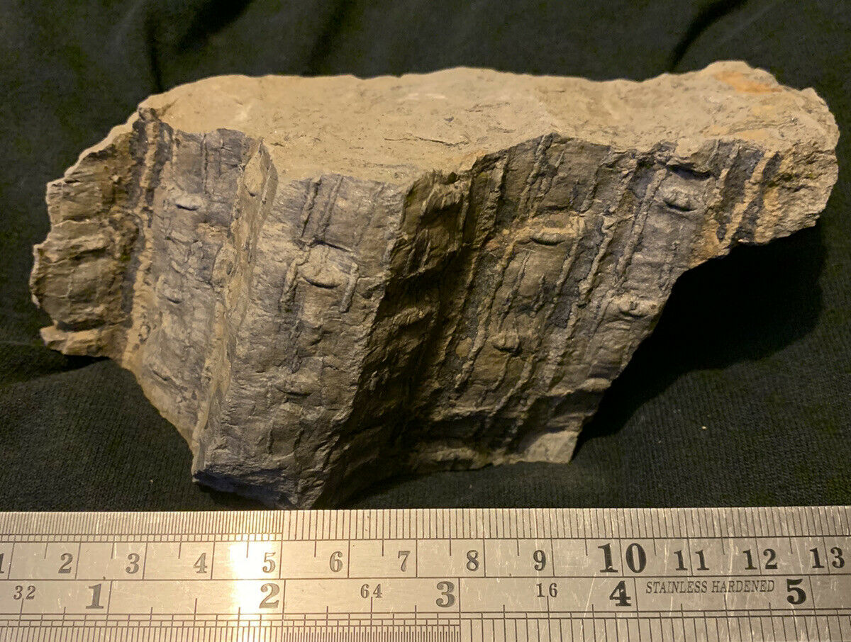 Sigillaria Tree Fossil From The Carboniferous Pennsylvanian Period