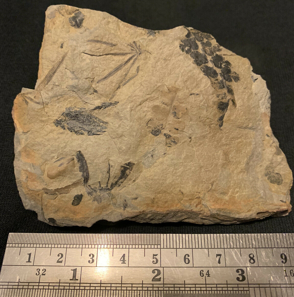 Annularia & Fern Fossils From The Carboniferous Pennsylvanian Period