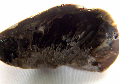 Dig-n-utah: Petrified Pine Cone Argentina Fossil Polished # E 4