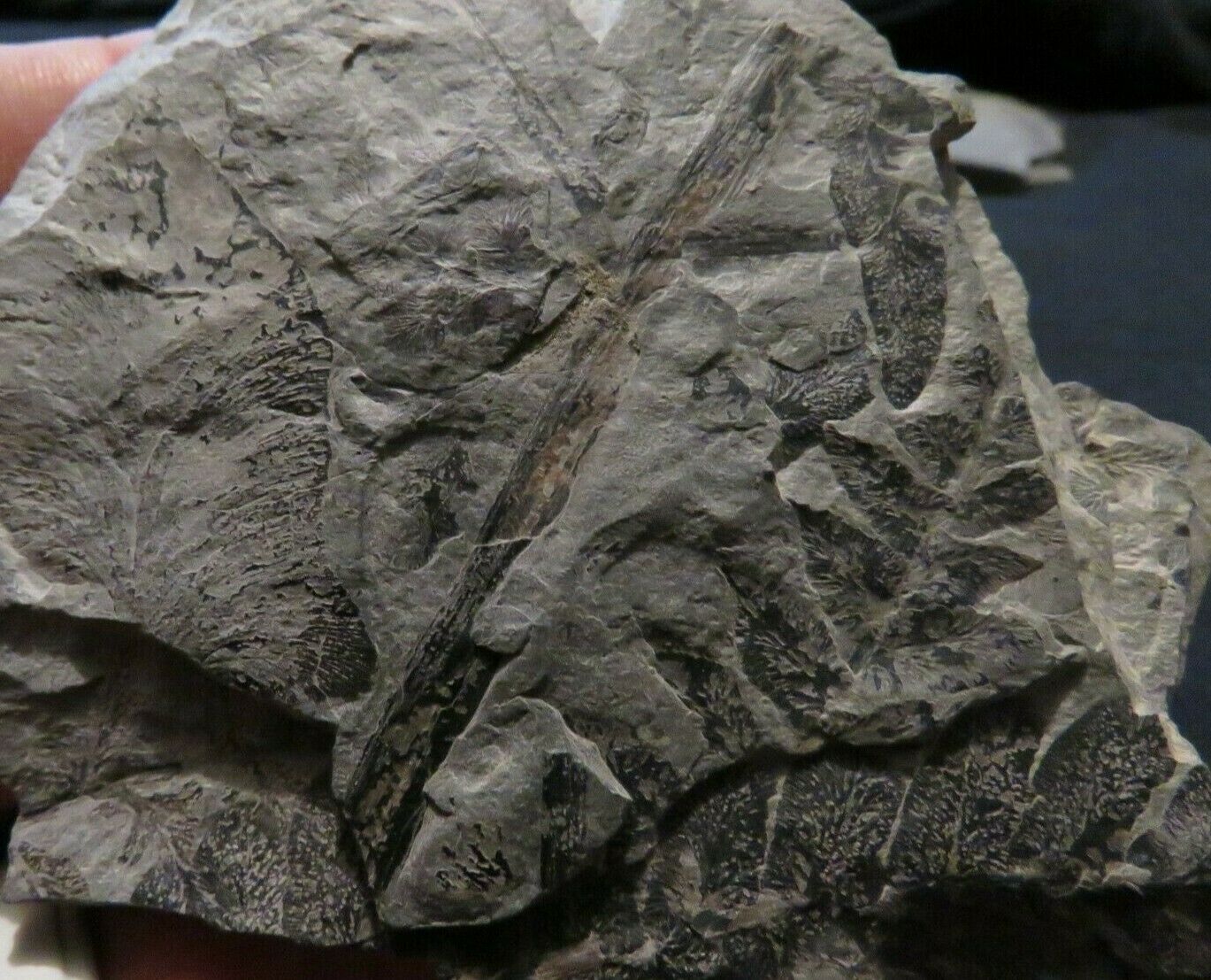 Neuropteris Fern Fossil From The Carboniferous Pennsylvanian Period