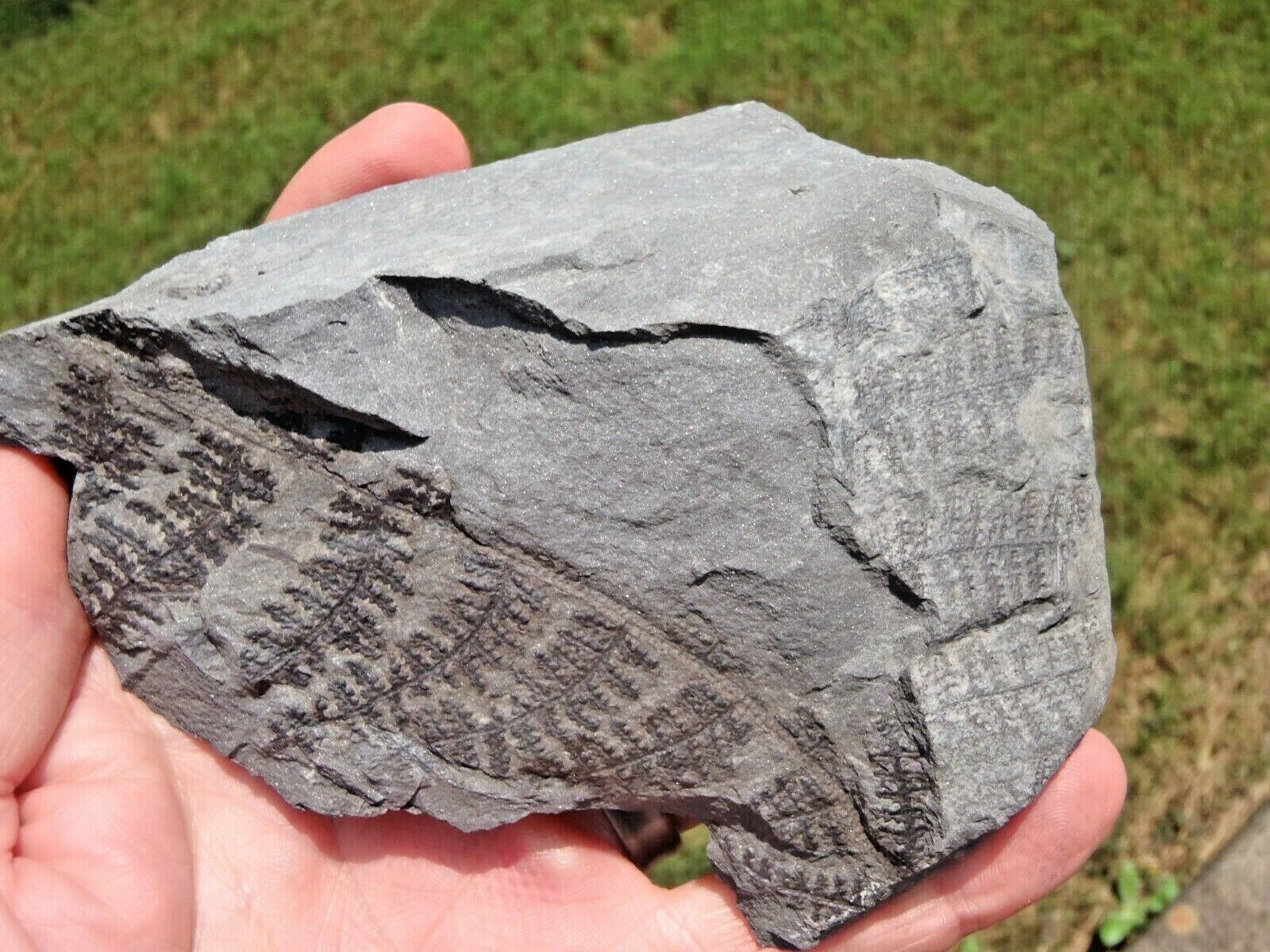 Fern Fossil, Lygenopteris Hoeninghausi, Pennsylvaniann Age 300 Million Years Old