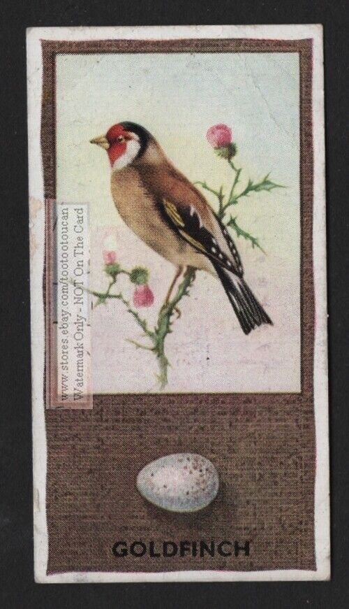 Goldfinch Bird  And Egg Avian Wild Feathers Beak 1930s Trade Ad Card