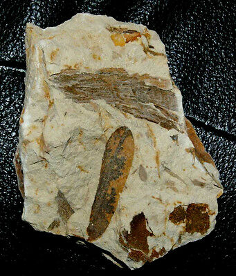 Viscum Miguelli- Very Nice, Rare Miocene Fossil Leaf