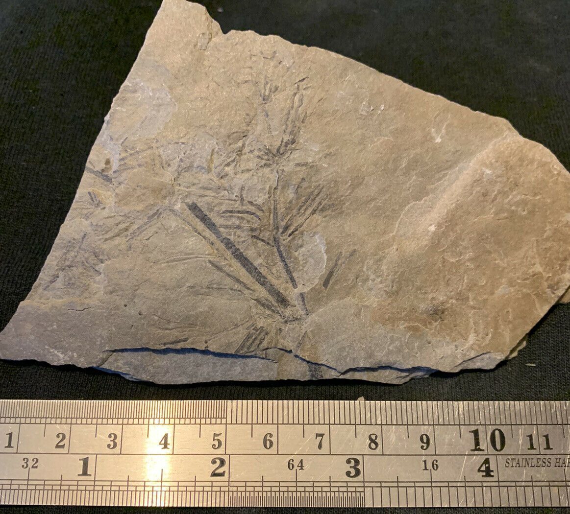 Annularia Fossil From The Carboniferous Pennsylvanian Period