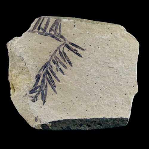 2.2" Detailed Fossil Plant Leafs Metasequoia Dawn Redwood Oligocene Age Mt
