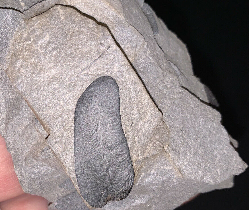 Macroneuropteris Fern Fossil From The Carboniferous Pennsylvanian Period