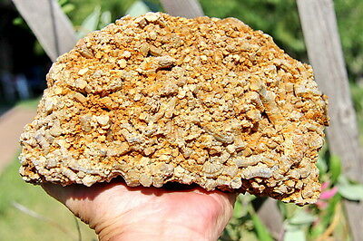 Crinoid Or Horn Coral Cluster Specimen 2,768g (6 Pounds)
