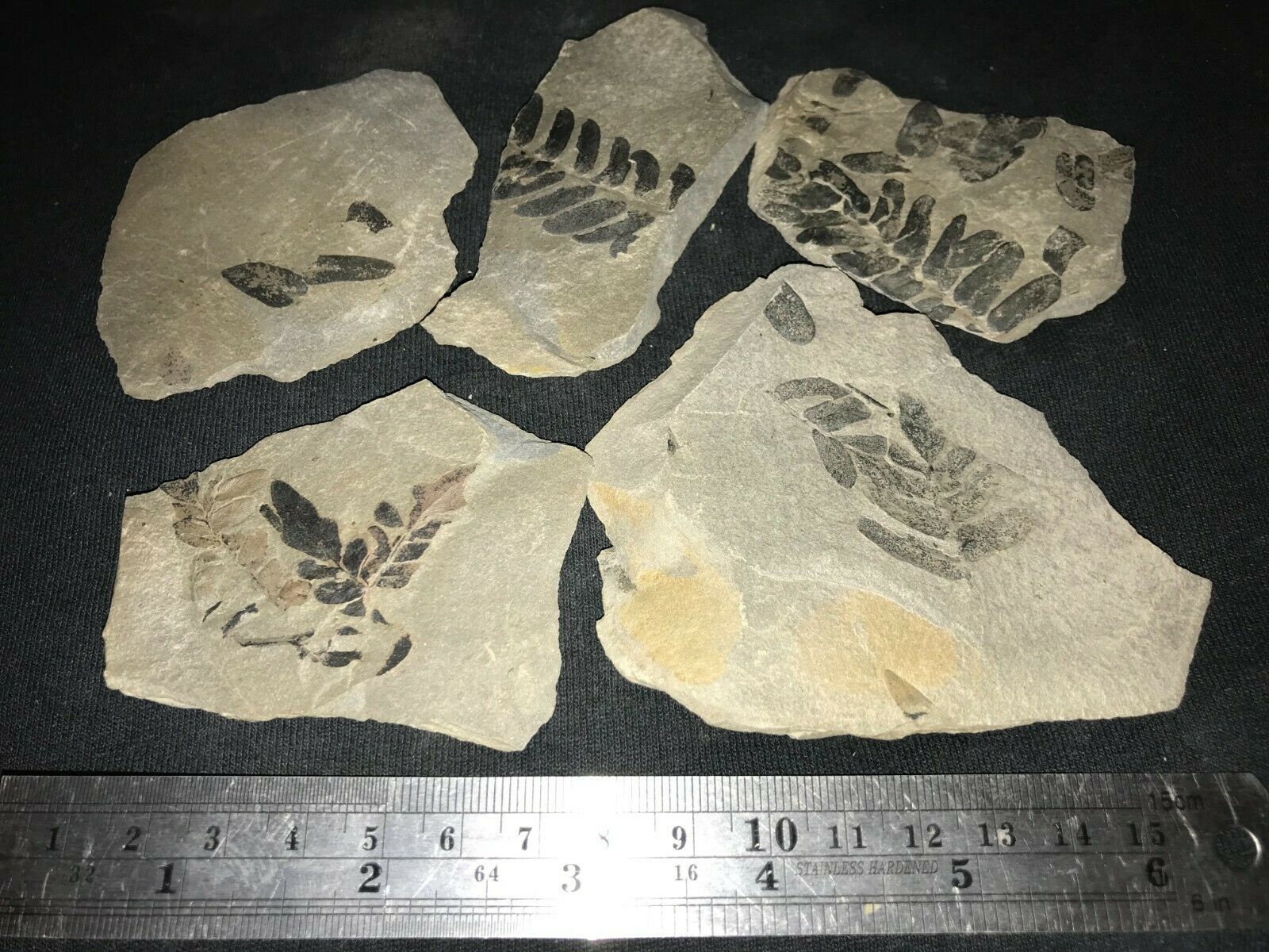 Five Fern Fossils From The Carboniferous Pennsylvanian Period