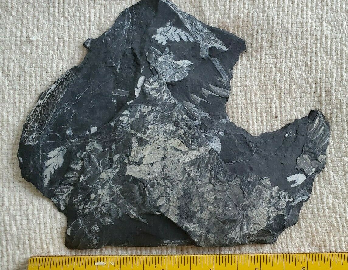 Fossilized Ferns On Both Sides Slate Plate  6" X 7" 1/8" 280 Gr. 9.87 Oz  #197